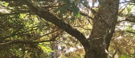 Ar pevare Sul goude ar Sul Gwenn (novus ordo: 14vet sul per annum)