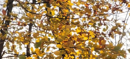 Sul Kentañ an Azvent