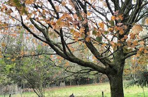 Pevare Sul war’ n ugent ha diwezhañ goude ar Sul-Gwenn (misal nevez Gouel meur ar C’hrist Roue an Hollved)